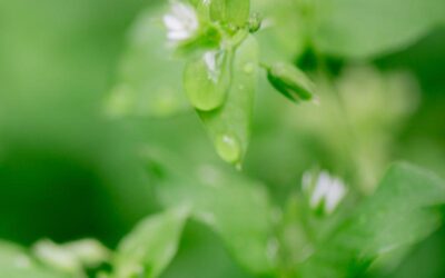 Living Green Every Day: From Knowing to Doing